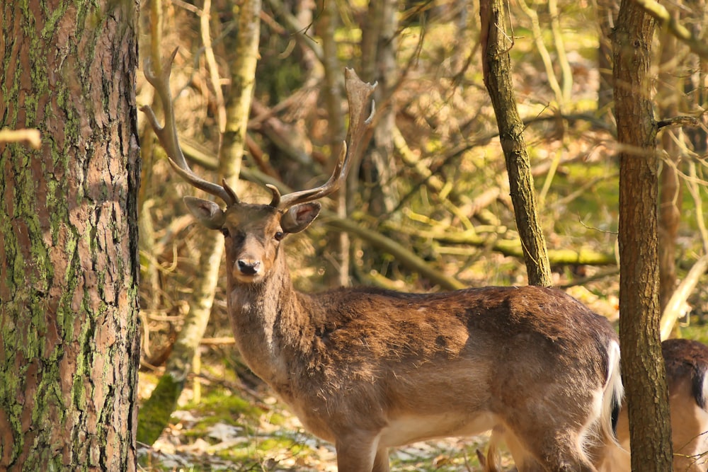 Braunhirsche stehen tagsüber auf grünem Gras