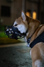 brown and white short coated dog with black and silver dog collar