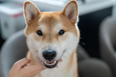 Close-up portrait of a proud Shiba Inu owner smiling beside their happy dog.