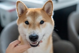 A close-up of a Shiba Inu dog with light brown and white fur looking directly at the camera. The dog's mouth is slightly open, and it appears to be smiling. A hand is gently touching its chin, and the background is softly blurred out.