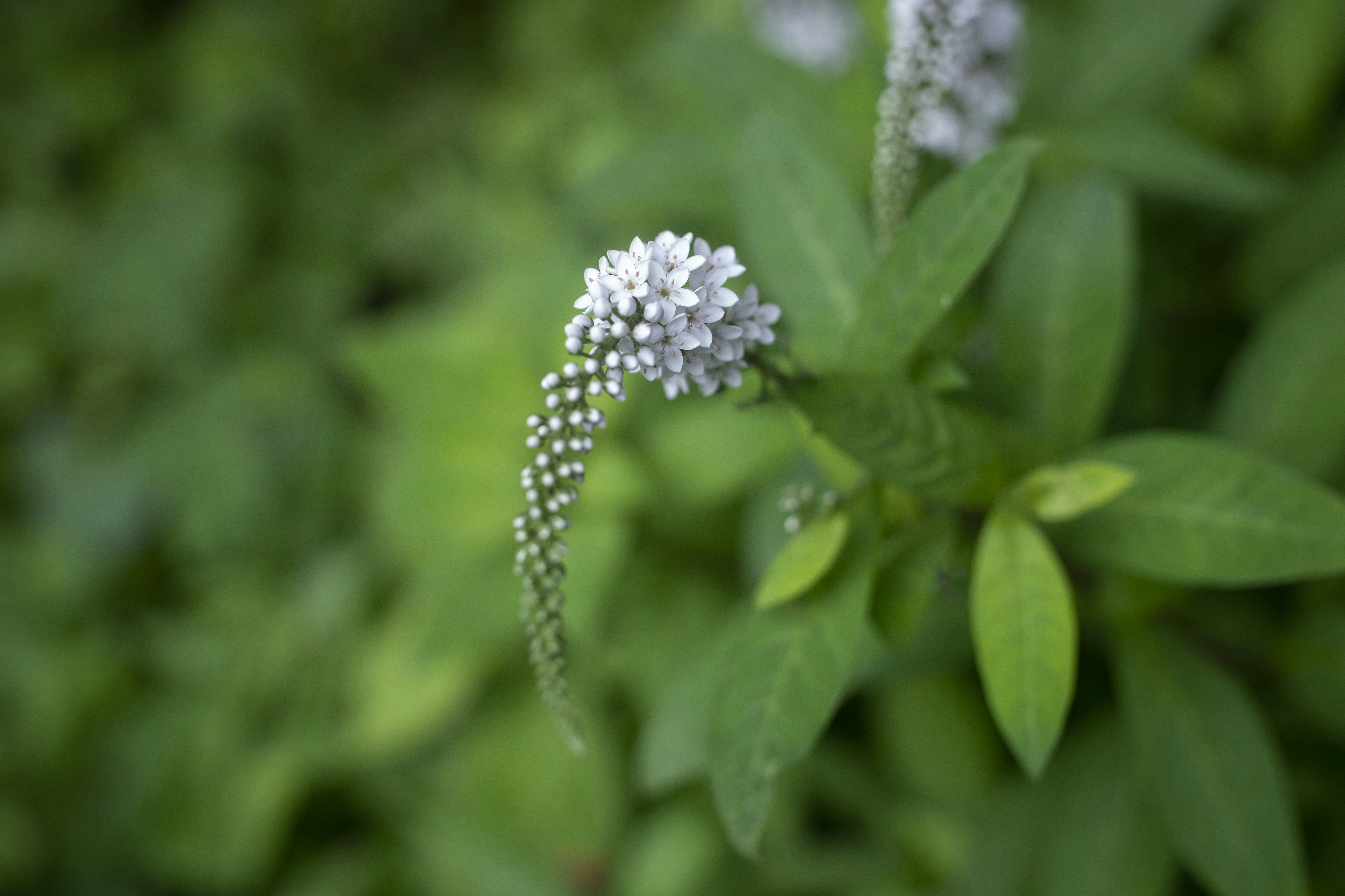 white flower in tilt shift lens