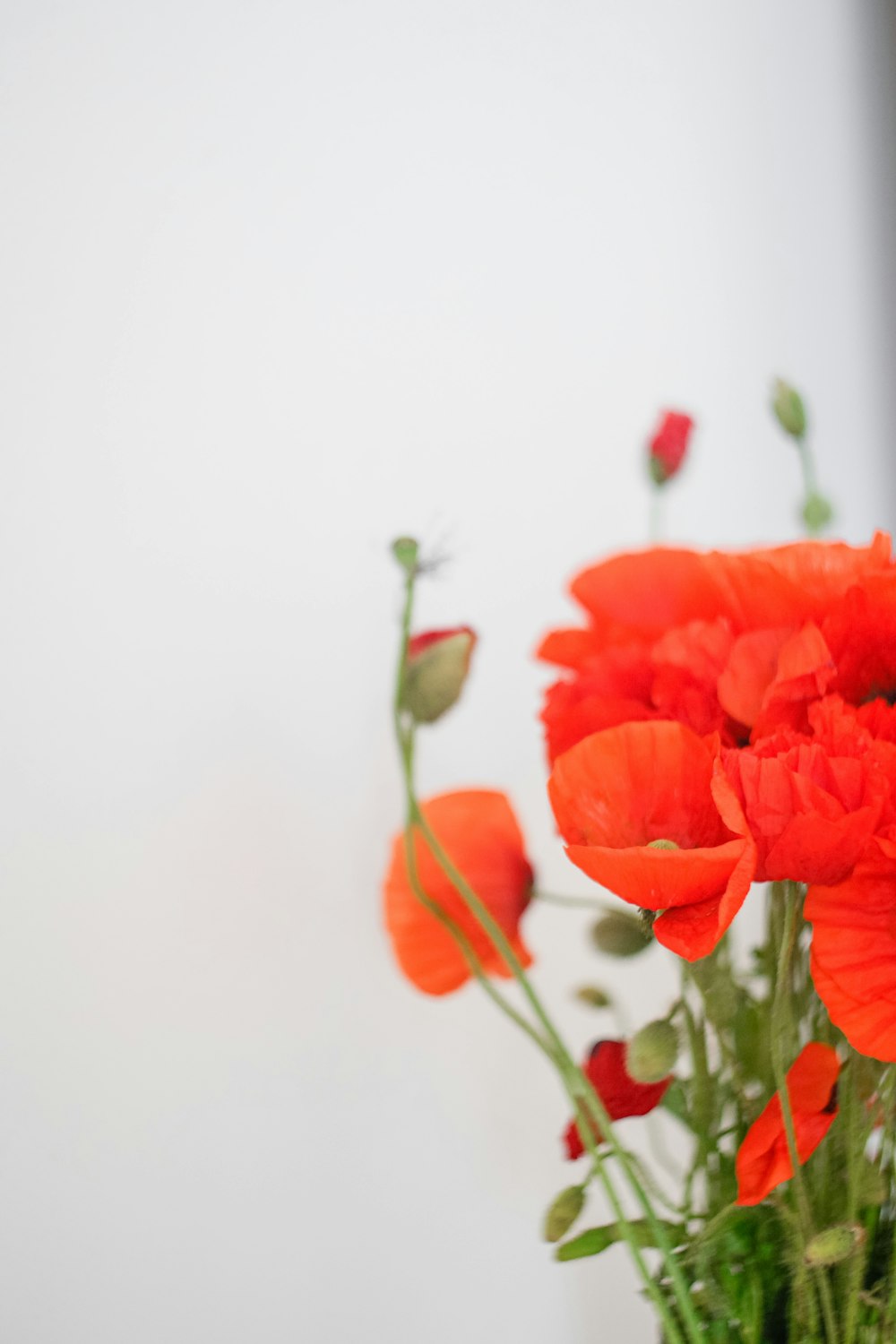 白い陶器の花瓶のオレンジ色の花