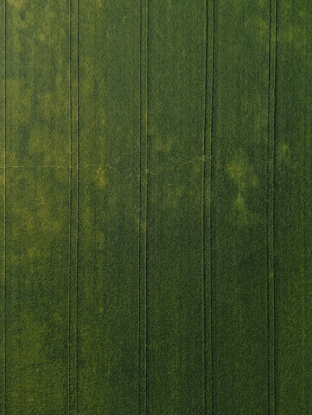 green wooden door with white line