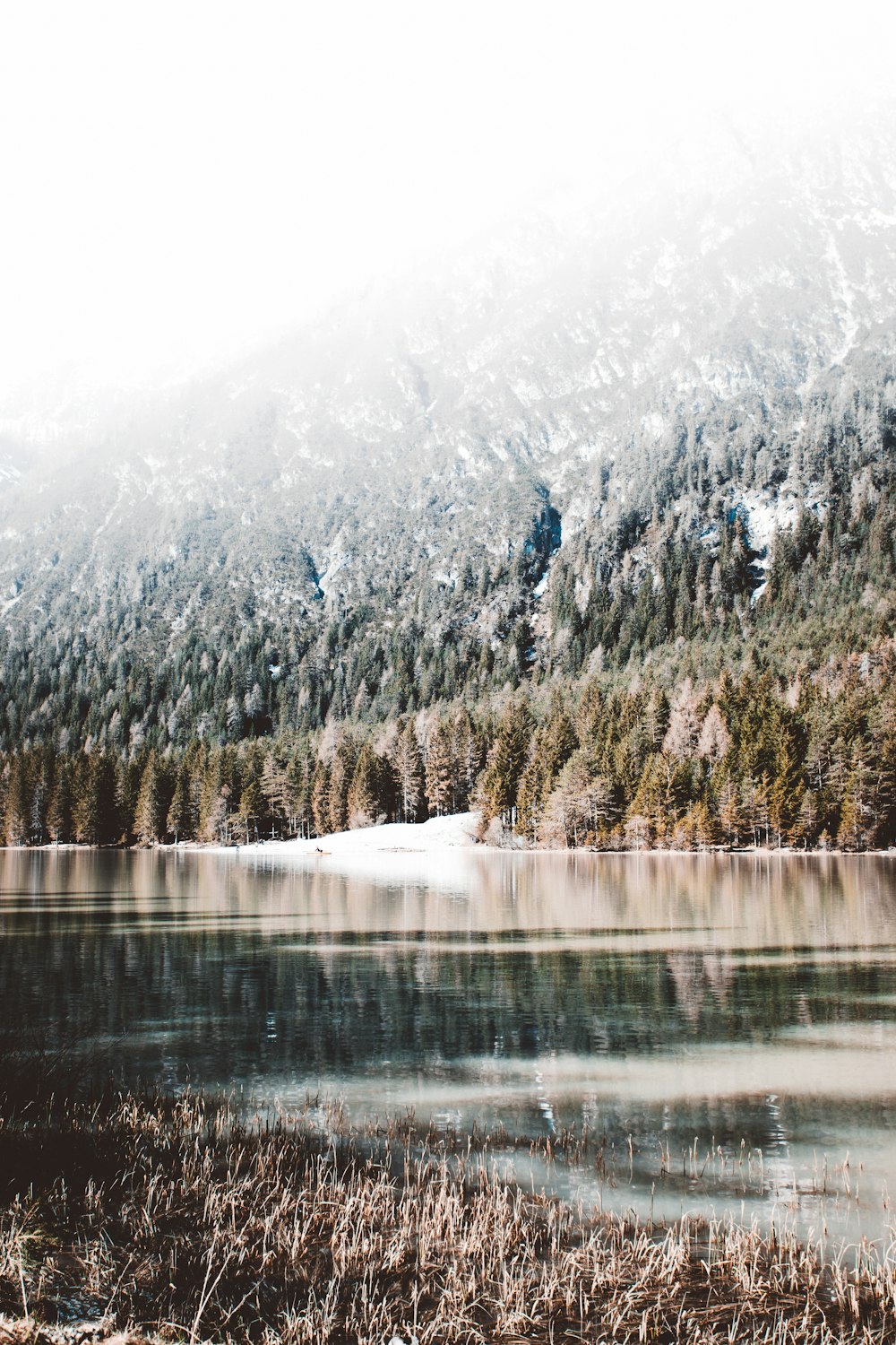 green trees near lake during daytime