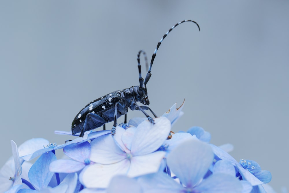 black and white insect on blue flower