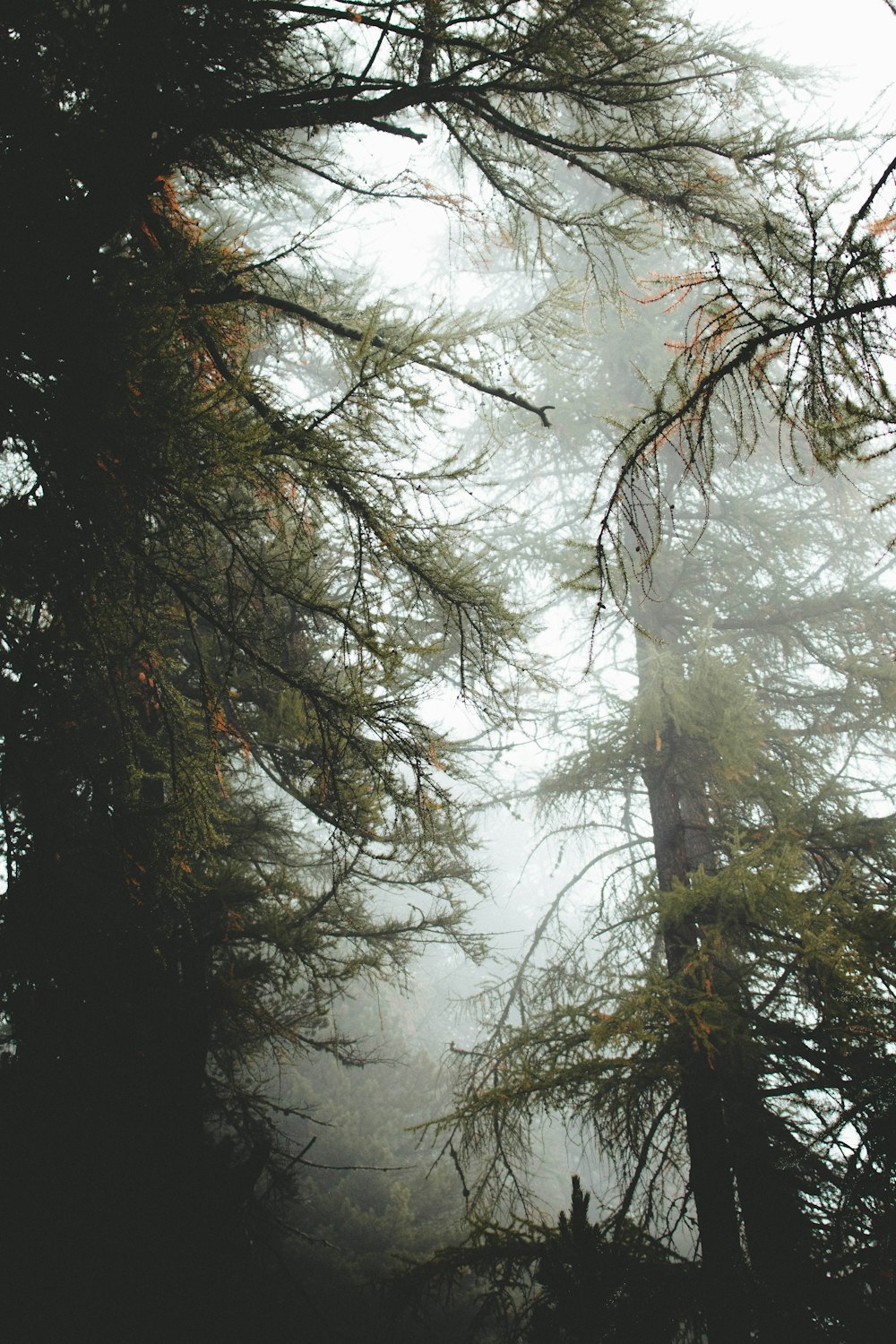 green and brown trees under white sky during daytime