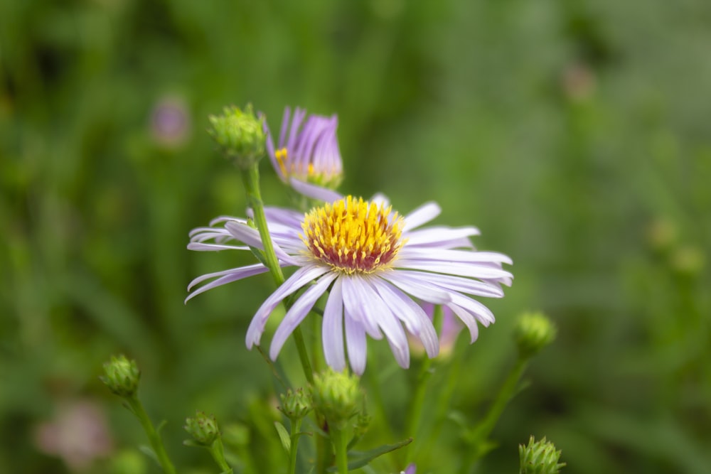 white and purple flower in tilt shift lens