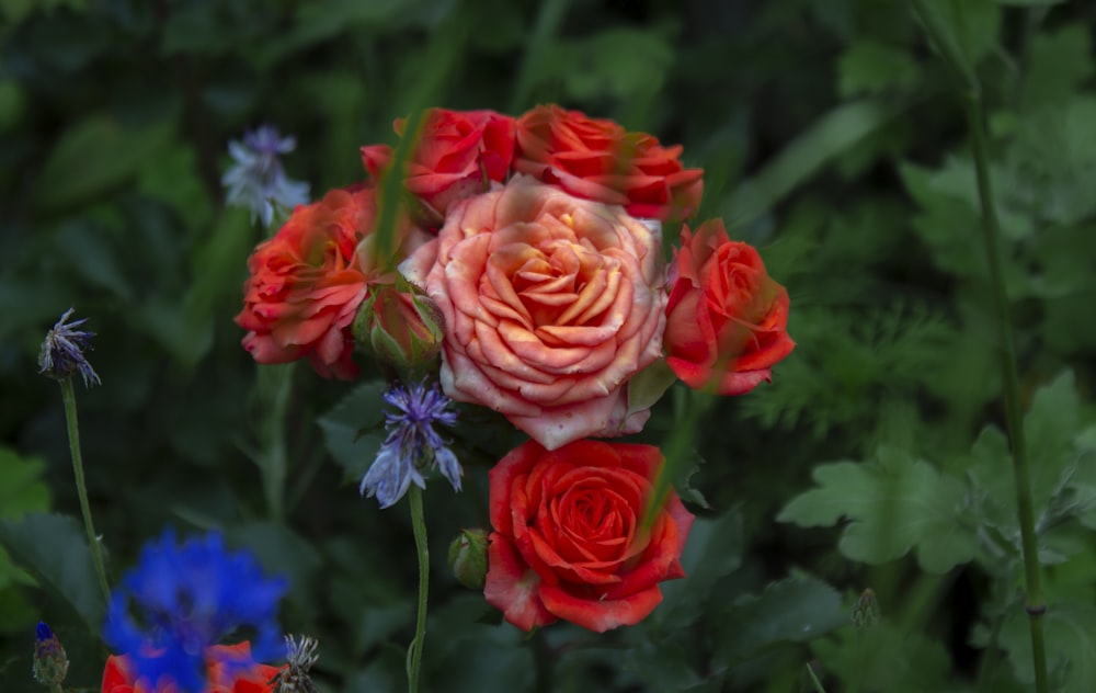 red and purple flowers in bloom