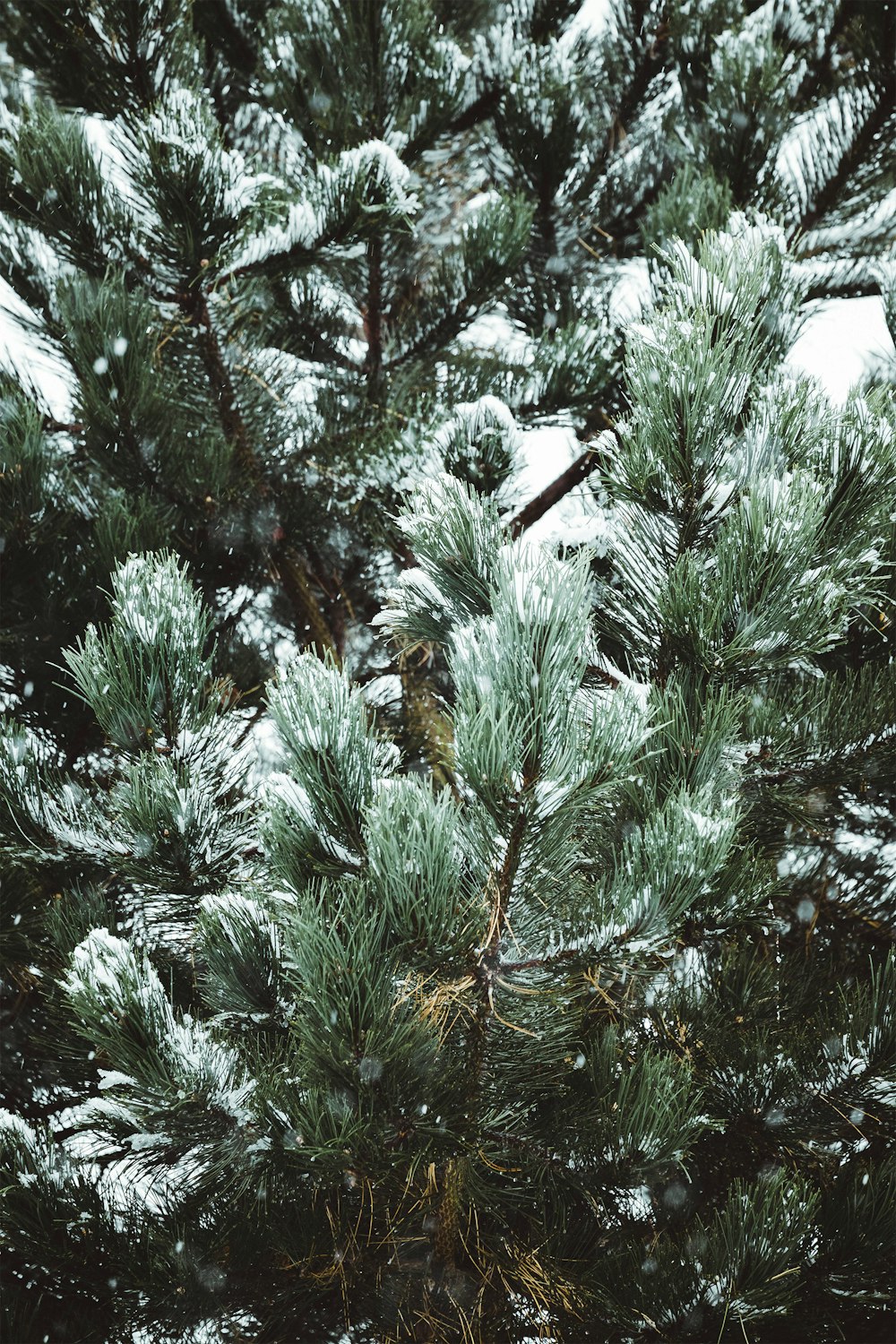 green pine tree covered with snow