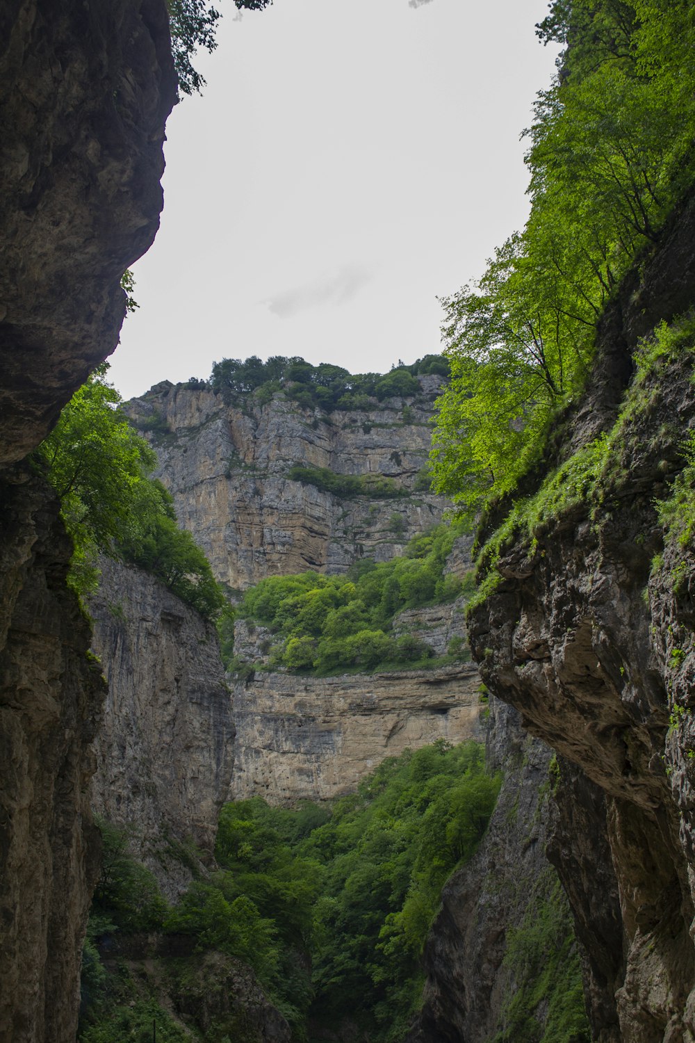 Árboles verdes en las Montañas Rocosas durante el día