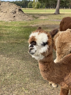 An alpaca stands in a grassy field, with its thick, fluffy fur in a range of browns and whites. The background reveals more open grass, a pile of dirt, and a few trees, suggesting a rural or farm setting on a clear day.