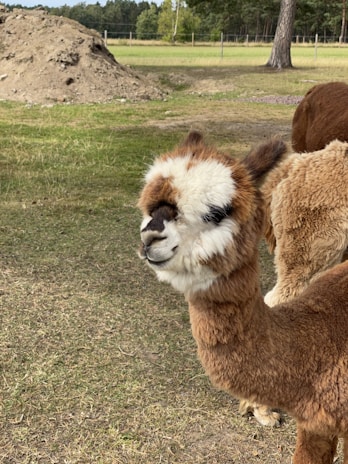 An alpaca stands in a grassy field, with its thick, fluffy fur in a range of browns and whites. The background reveals more open grass, a pile of dirt, and a few trees, suggesting a rural or farm setting on a clear day.