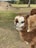 An alpaca stands in a grassy field, with its thick, fluffy fur in a range of browns and whites. The background reveals more open grass, a pile of dirt, and a few trees, suggesting a rural or farm setting on a clear day.