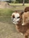 An alpaca stands in a grassy field, with its thick, fluffy fur in a range of browns and whites. The background reveals more open grass, a pile of dirt, and a few trees, suggesting a rural or farm setting on a clear day.