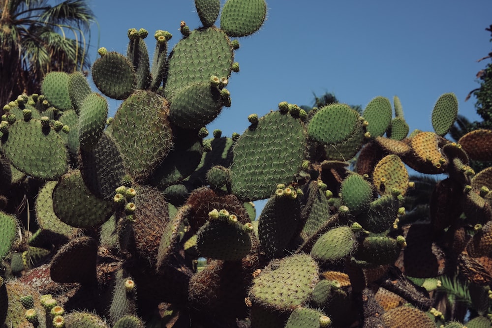 green cactus plant during daytime