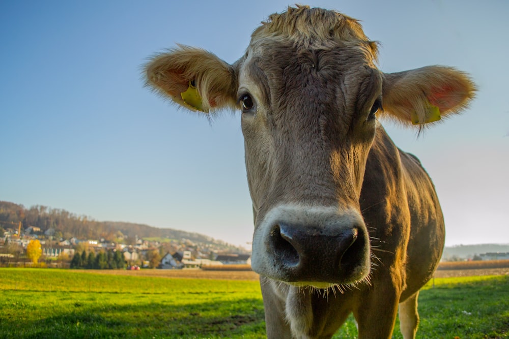 a brown cow standing on top of a lush green field