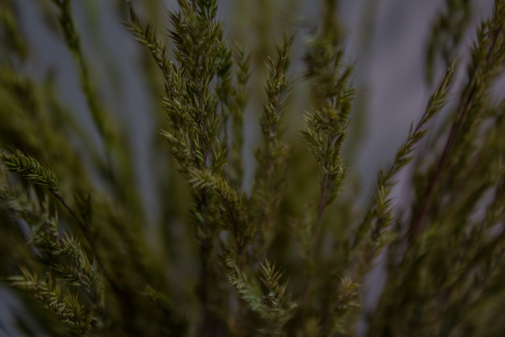 green plant in close up photography