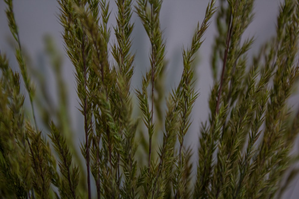 green wheat plant during daytime