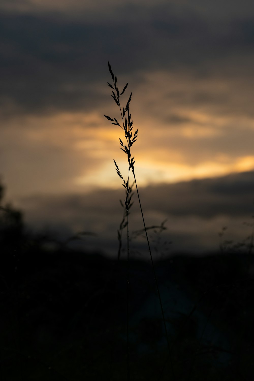 silhouette of plant during sunset