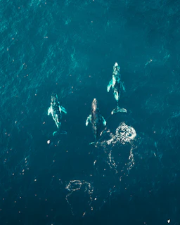 aerial view of person swimming in the sea