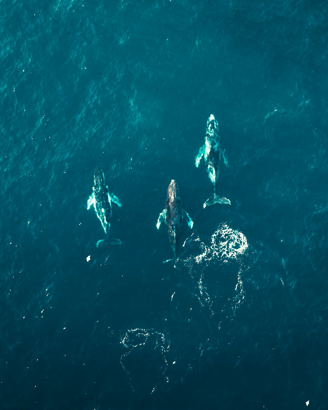 aerial view of person swimming in the sea