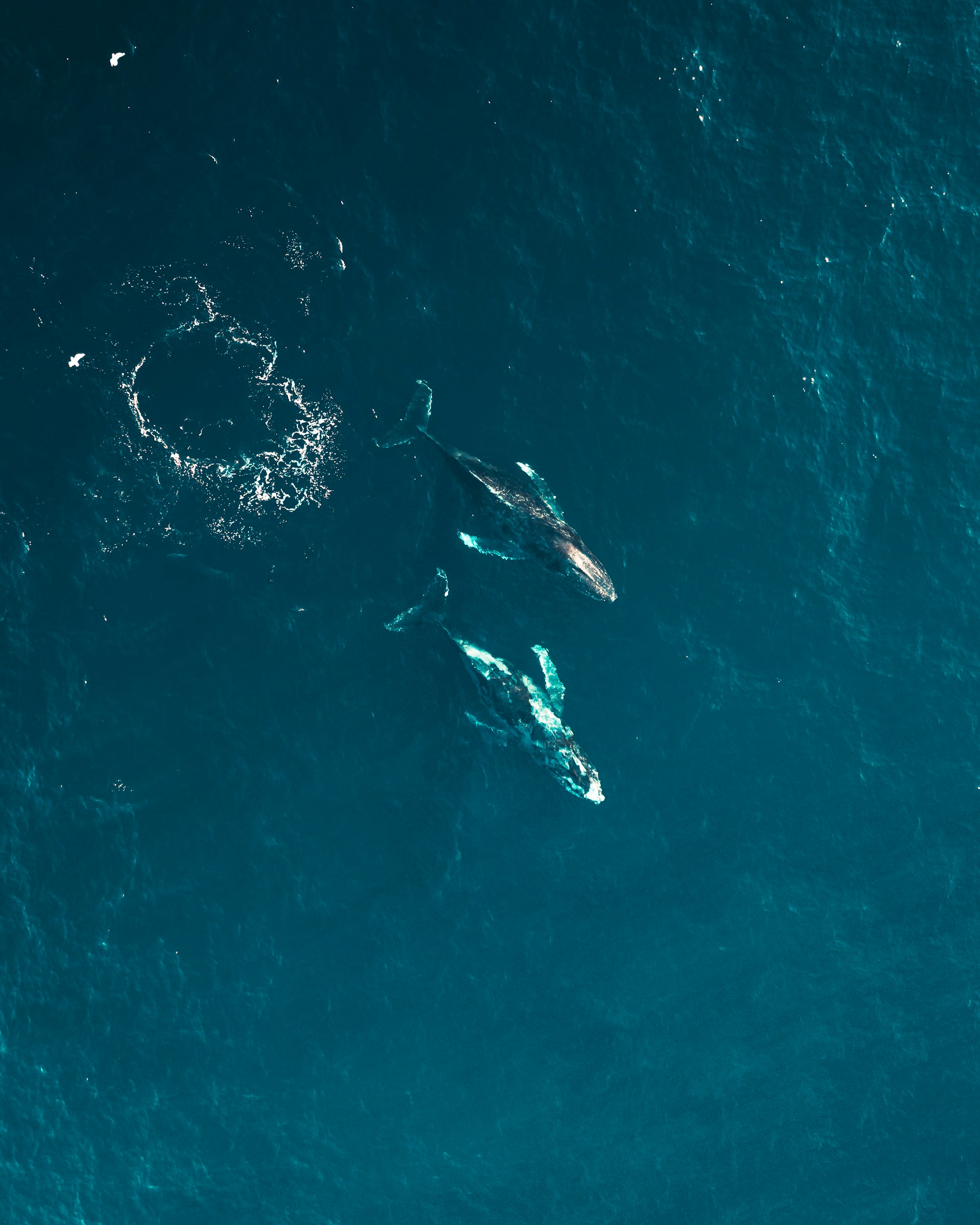 white and black bird flying over the sea