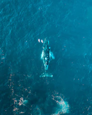 aerial view of person swimming in the sea