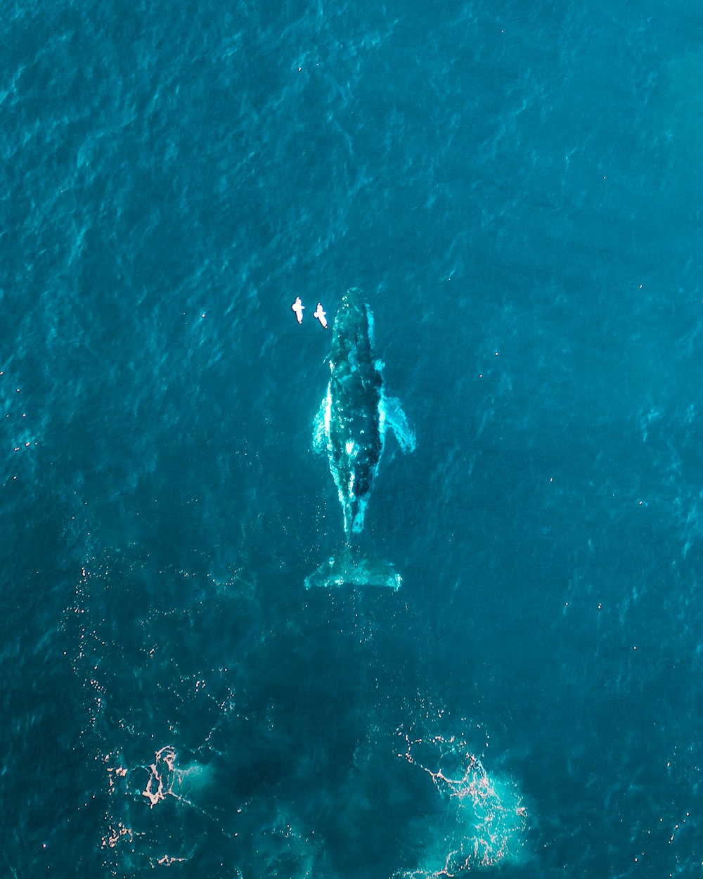 Luftaufnahme einer Person, die im Meer schwimmt