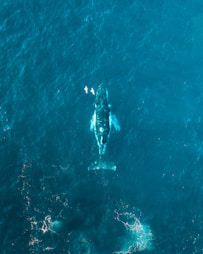 aerial view of person swimming in the sea