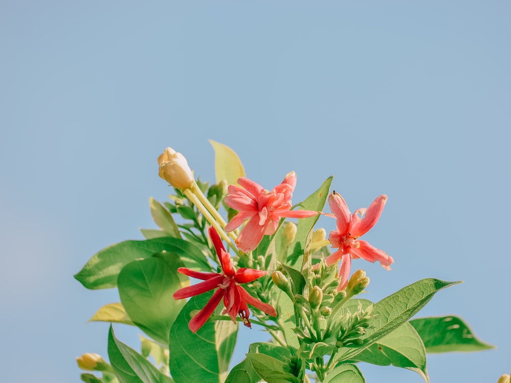 red and yellow flower with green leaves