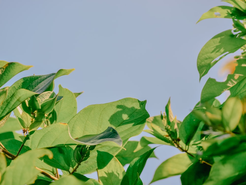 green leaves under blue sky during daytime