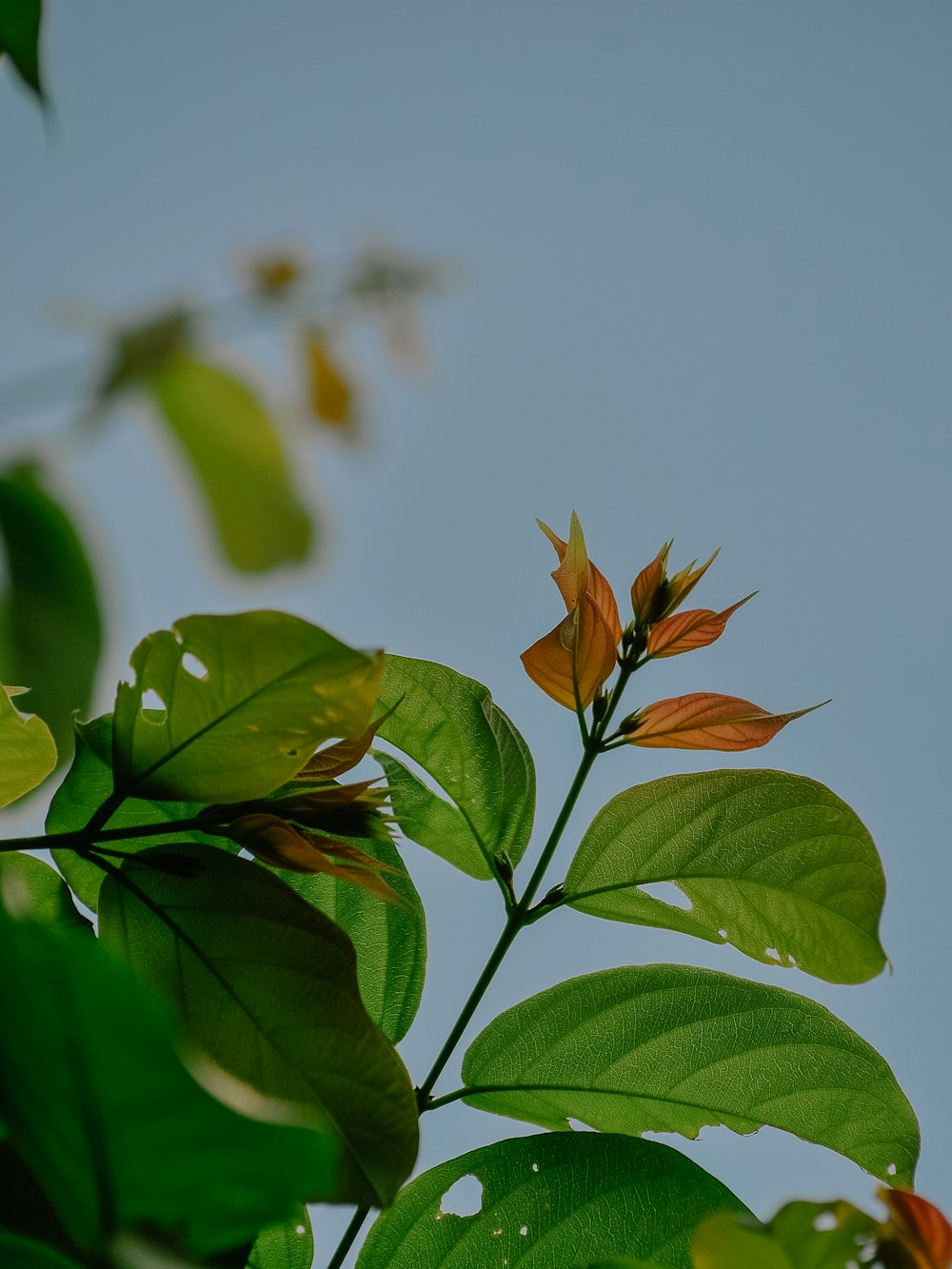 green and brown leaf plant