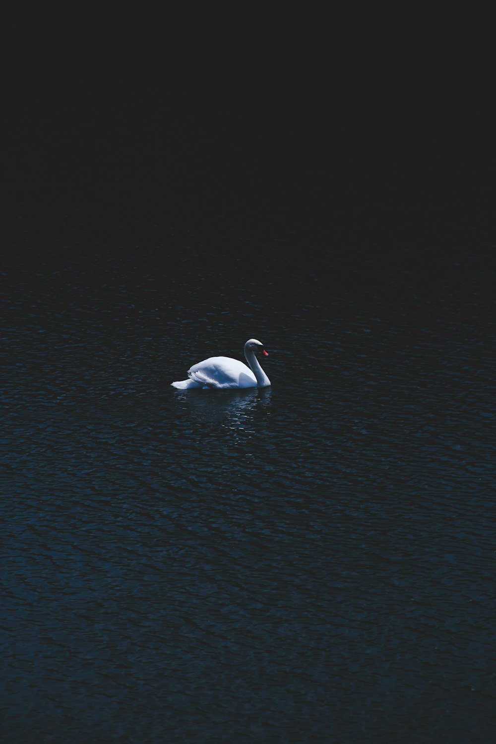 white swan on body of water during daytime