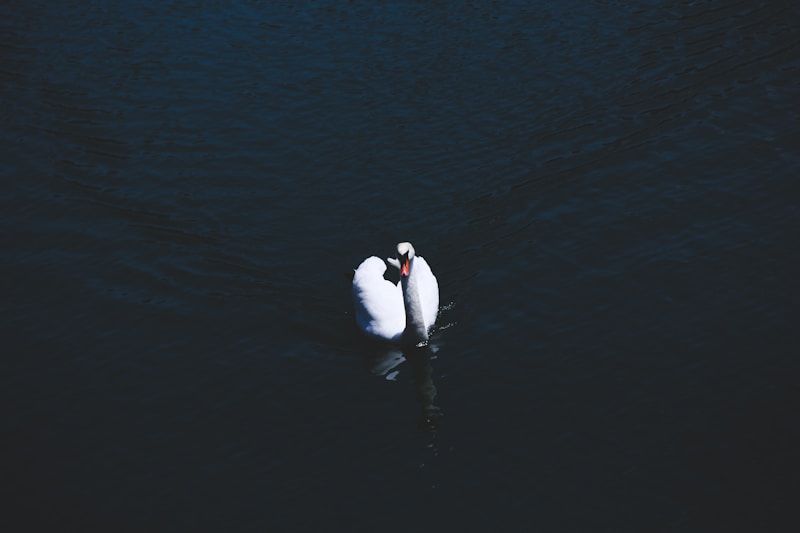 2 white swans on water during daytime