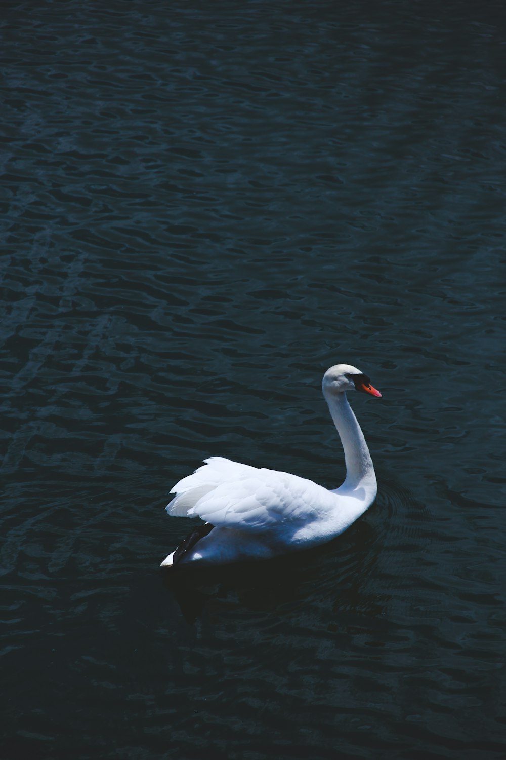 white swan on water during daytime