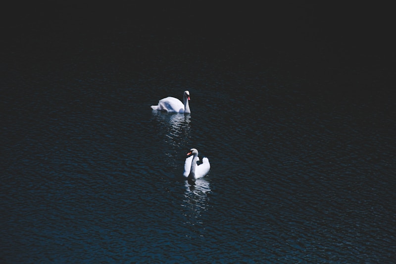 Romantic swans on lake