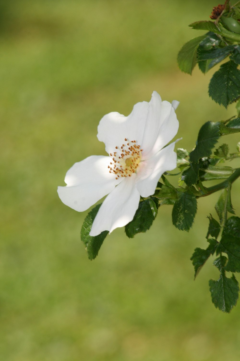 white flower with green leaves