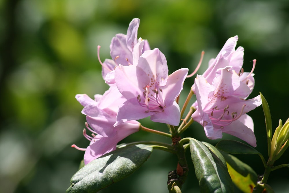 pink flower in tilt shift lens