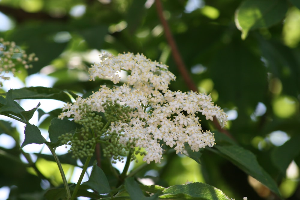 white flowers in tilt shift lens