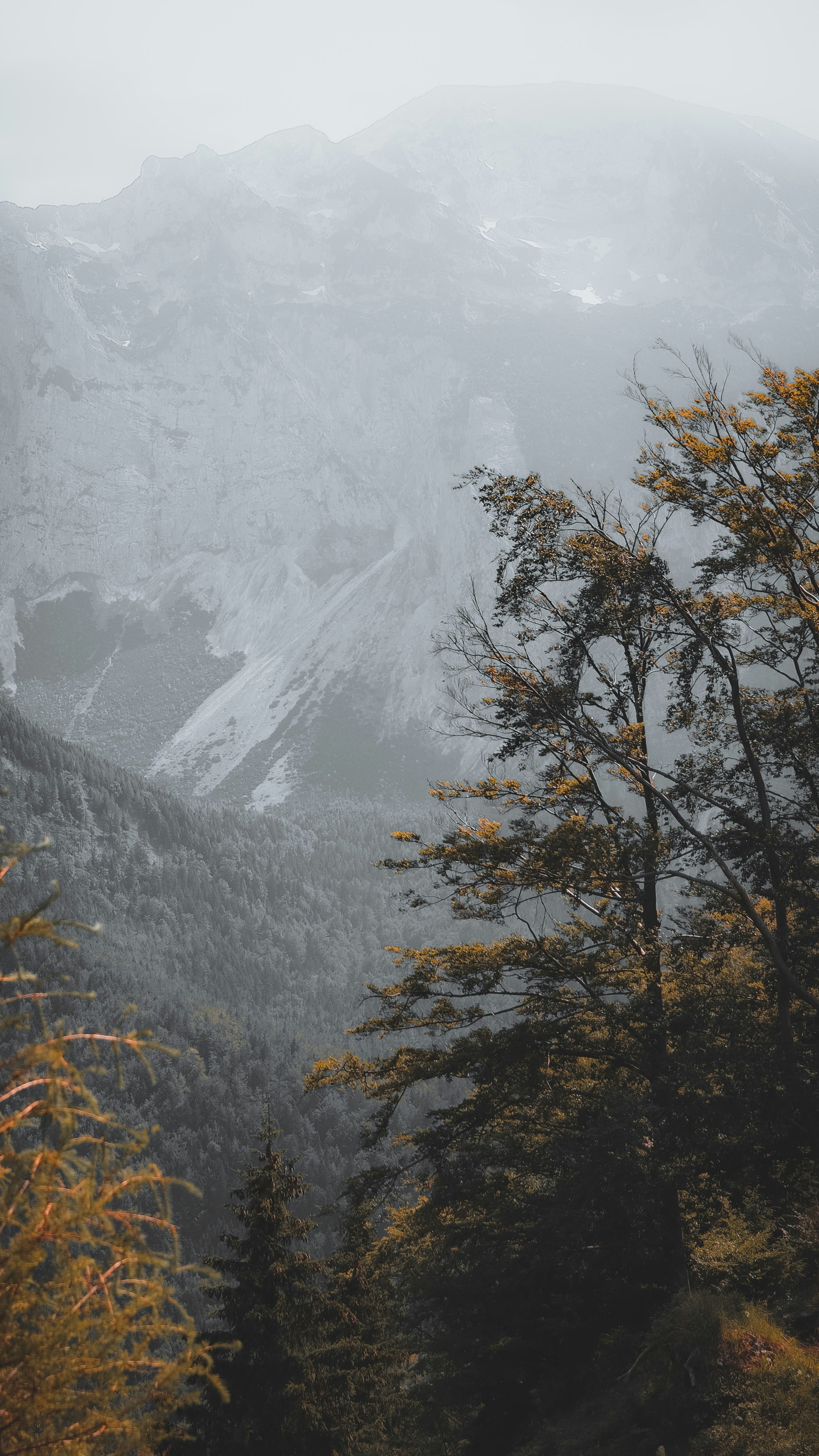 brown trees near snow covered mountain during daytime