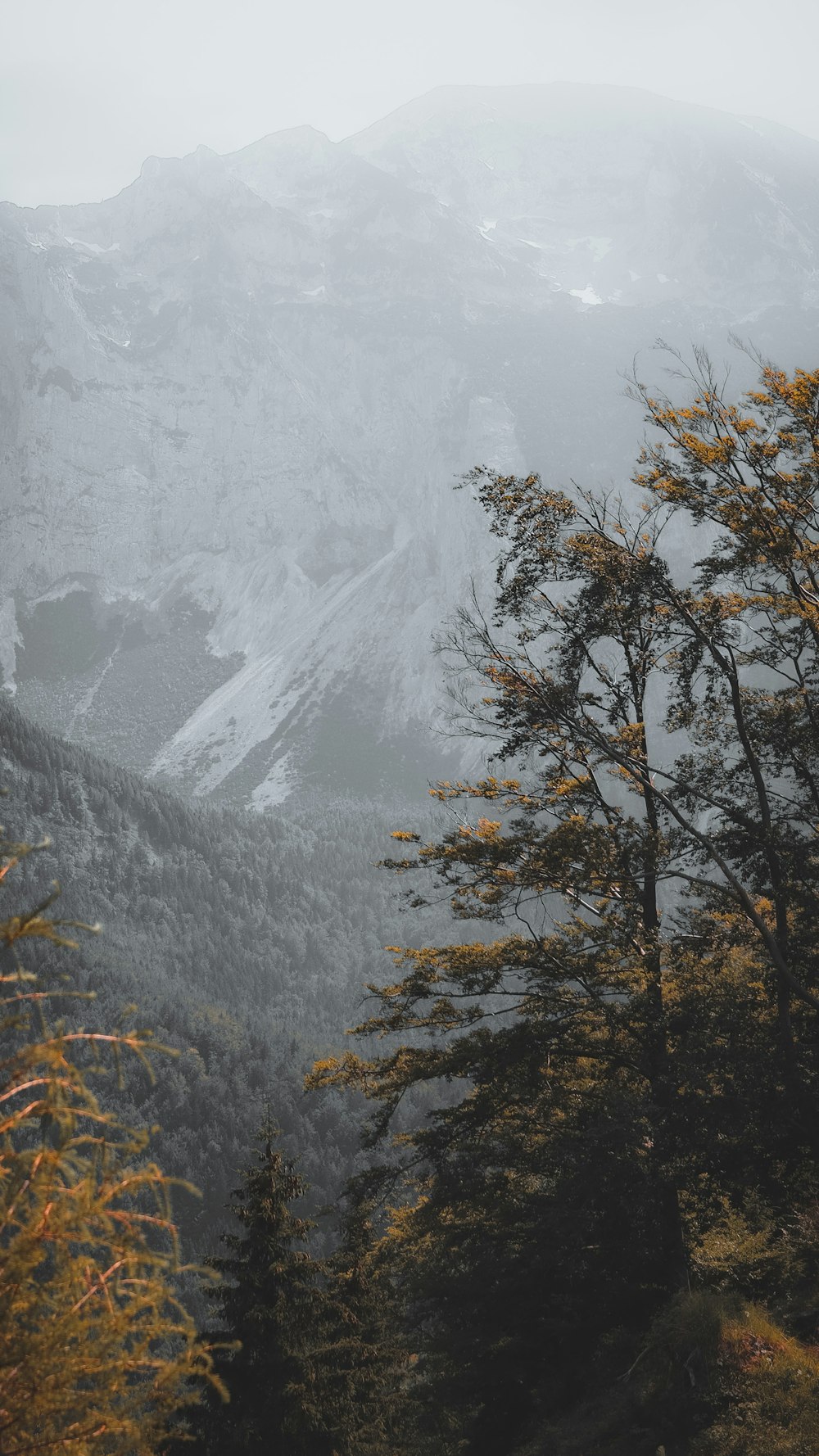 brown trees near snow covered mountain during daytime