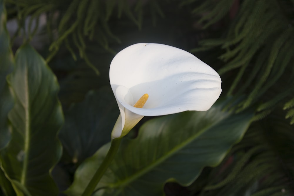 white flower in macro shot