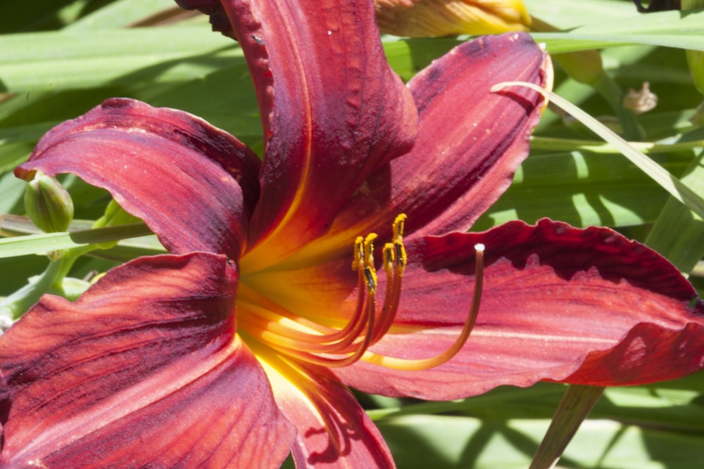 pink lily in bloom during daytime