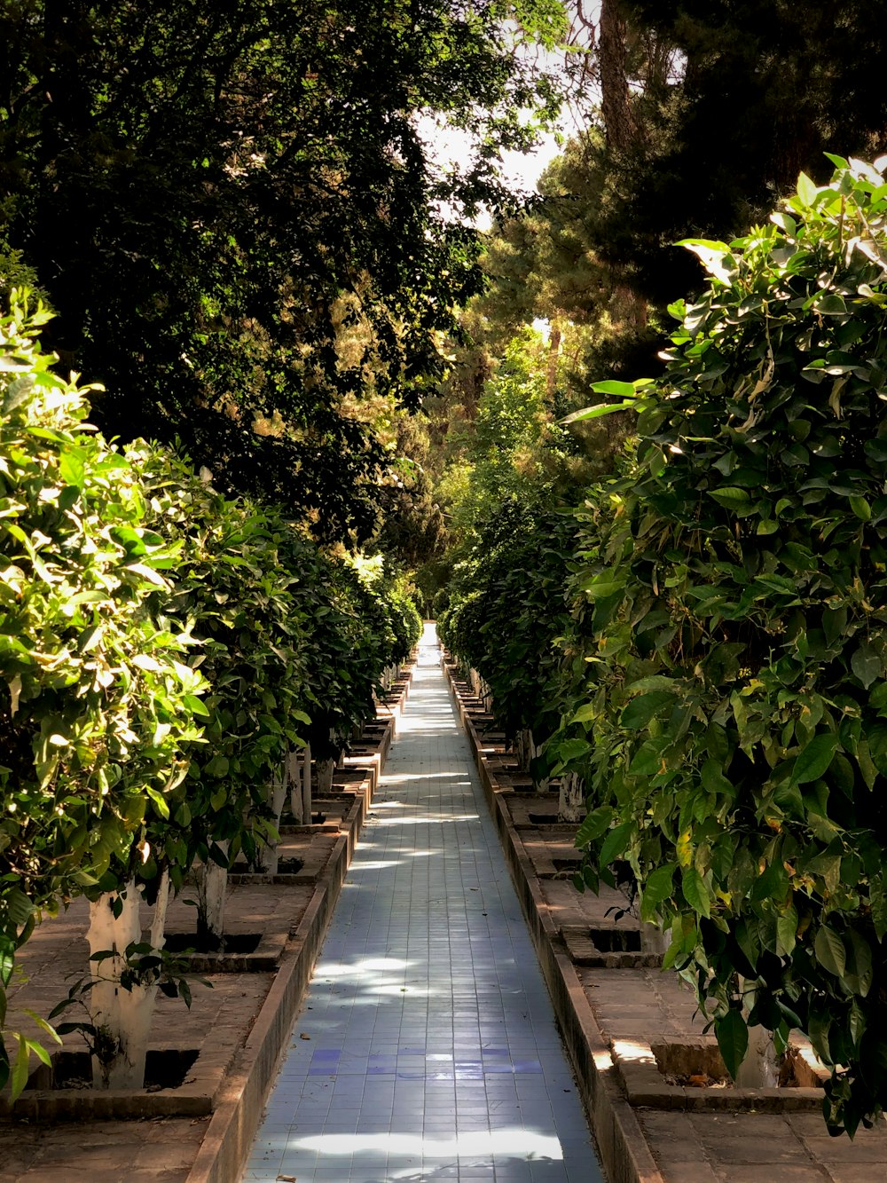 gray wooden pathway between green trees during daytime