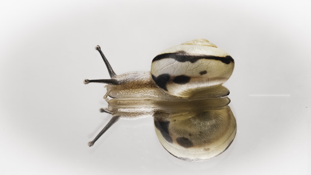 brown and black snail on white surface