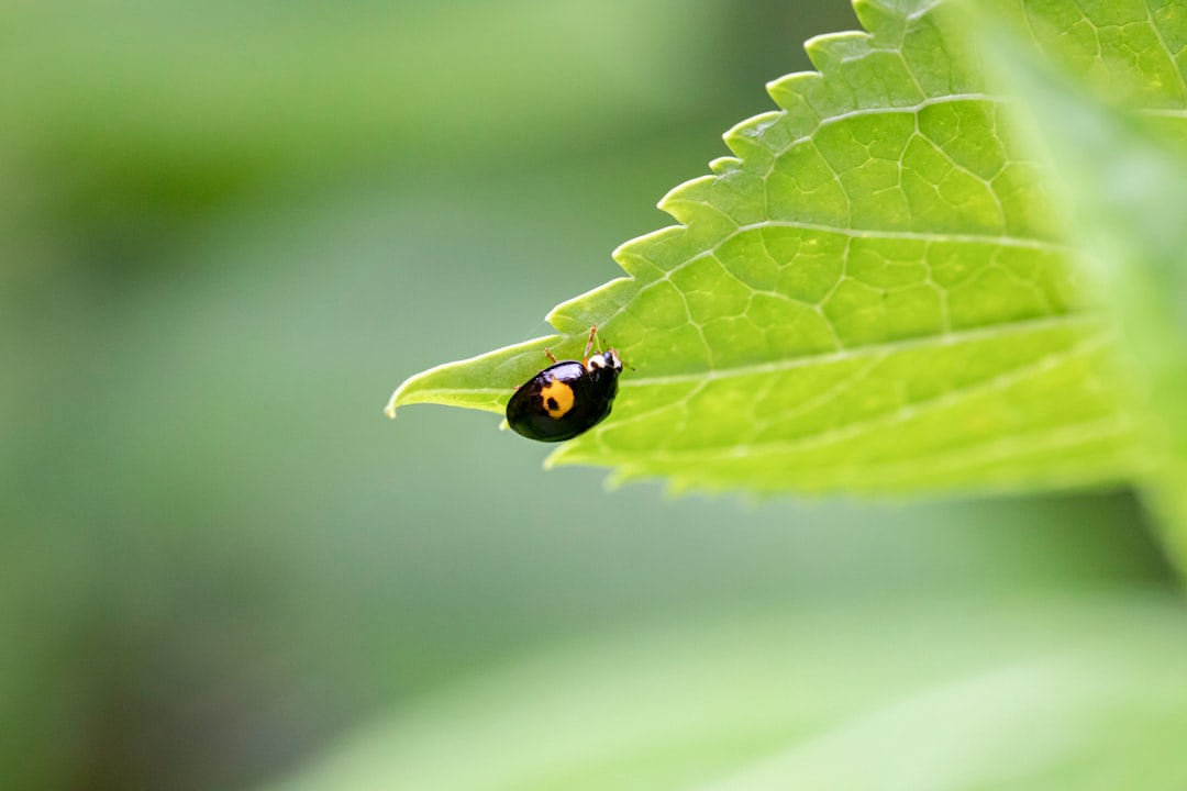 black and yellow ladybug on green leaf in close up photography during daytime