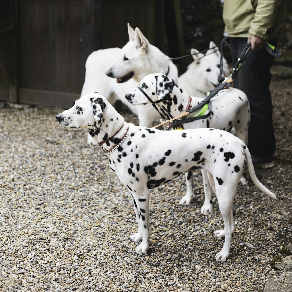 Group Dog Walks image background image