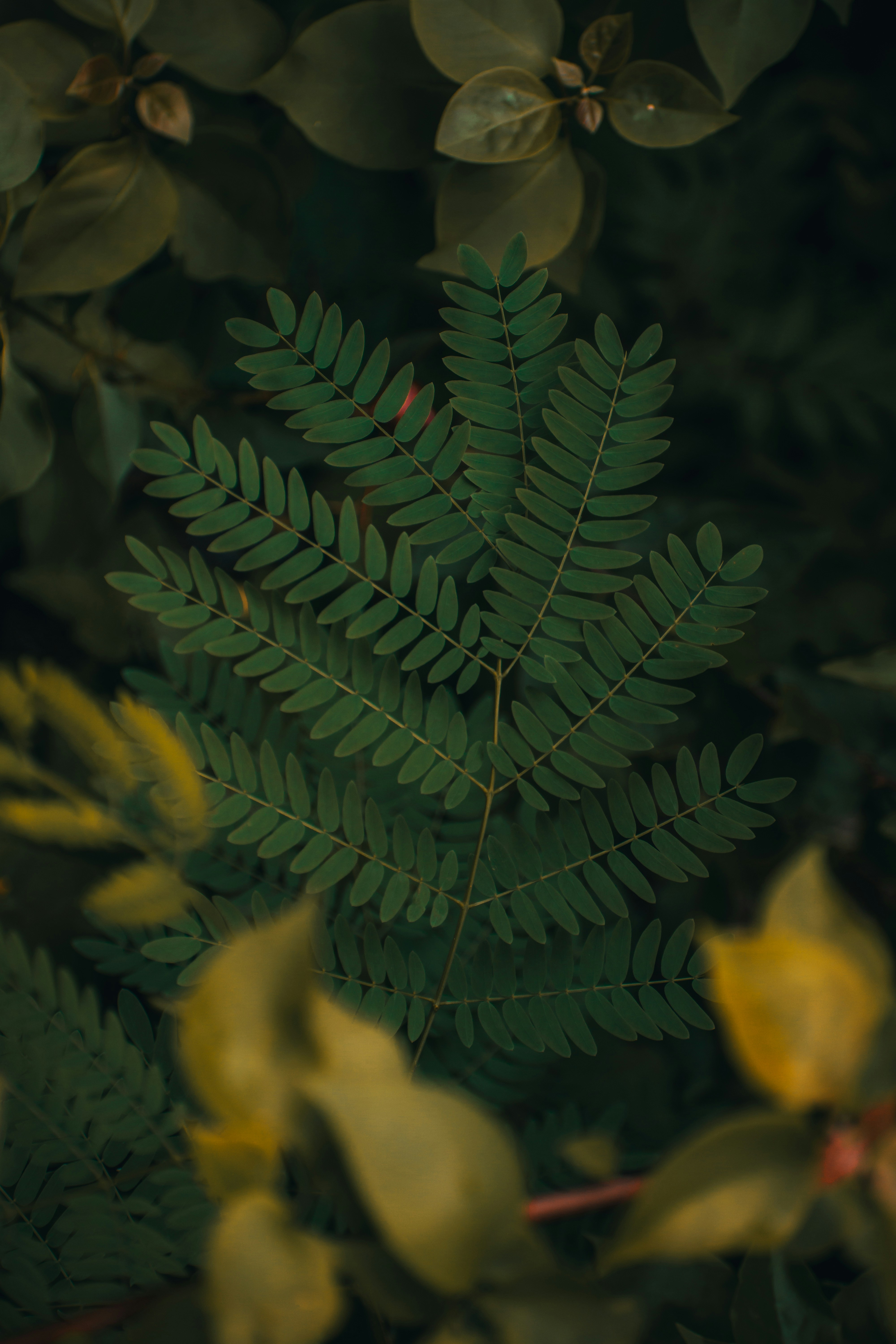 Photo by baraikshivam22