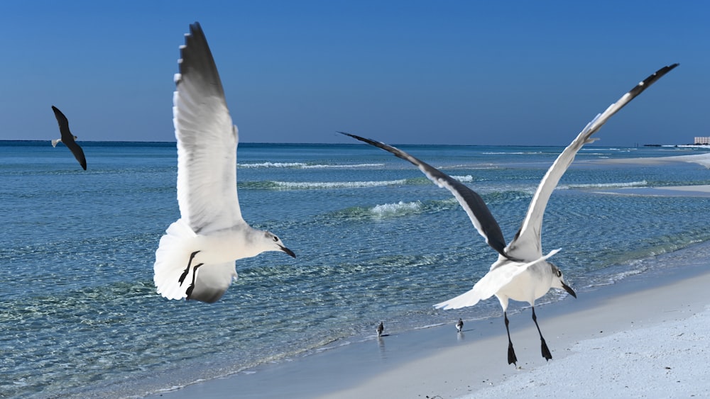 white bird flying over the beach during daytime