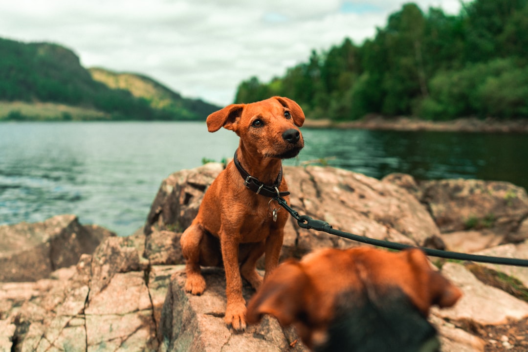 brown short coat medium dog on grey rock near body of water during daytime